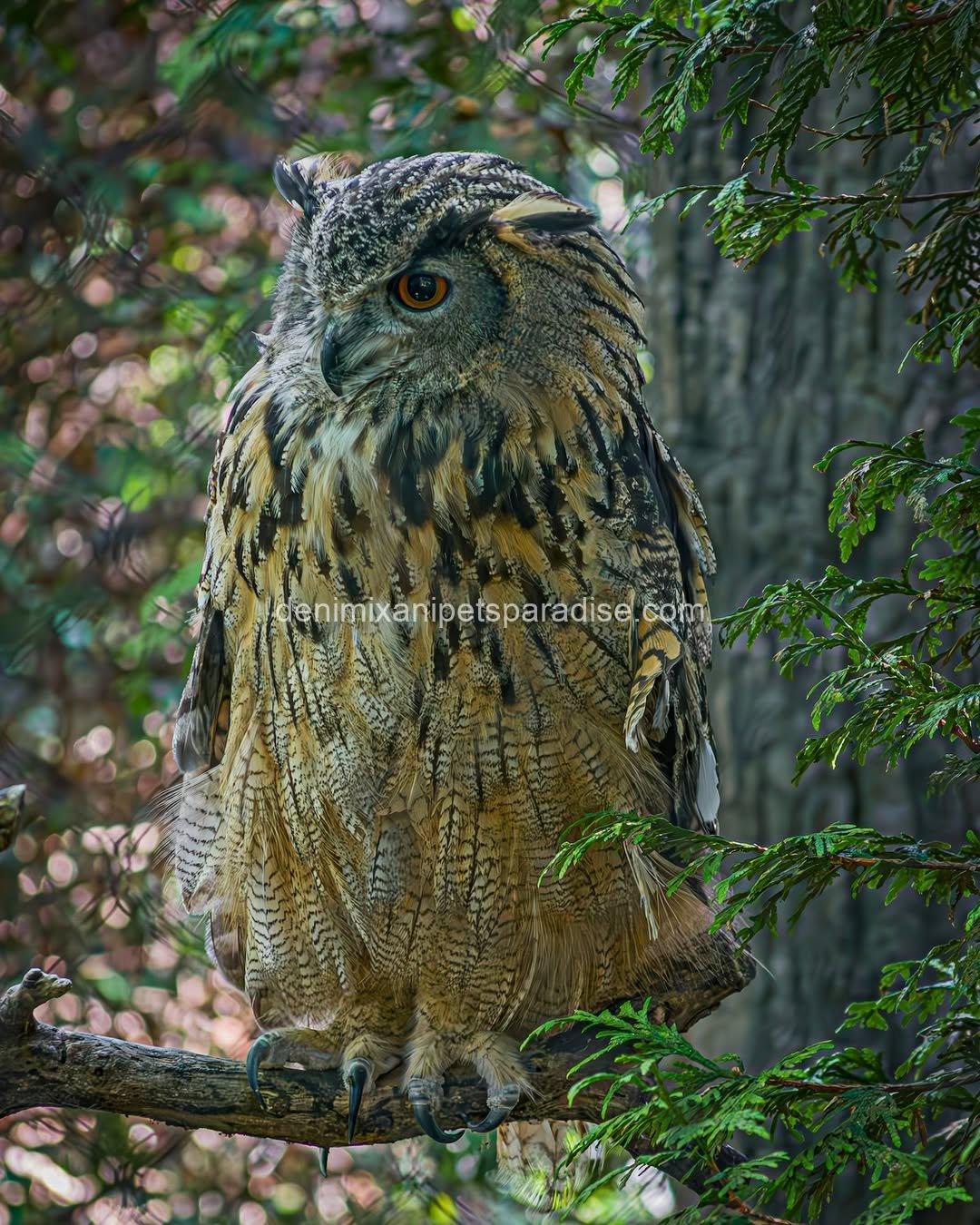 EURASIAN EAGLE OWL BABY 4 EURASIAN EAGLE OWL BABY - Image 4