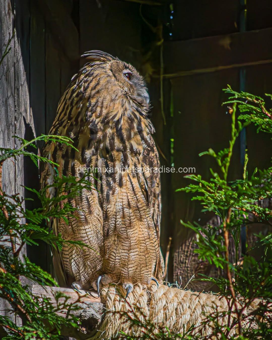 EURASIAN EAGLE OWL BABY 6 EURASIAN EAGLE OWL BABY - Image 6