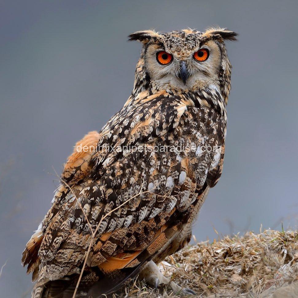 EURASIAN EAGLE OWL BABY 3 EURASIAN EAGLE OWL BABY - Image 3