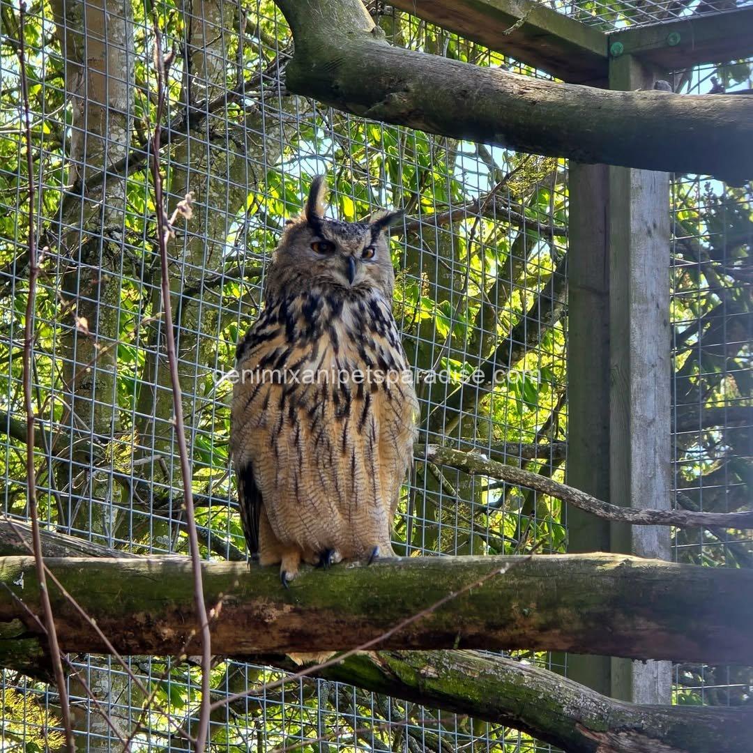EURASIAN EAGLE OWL BABY 5 EURASIAN EAGLE OWL BABY - Image 5