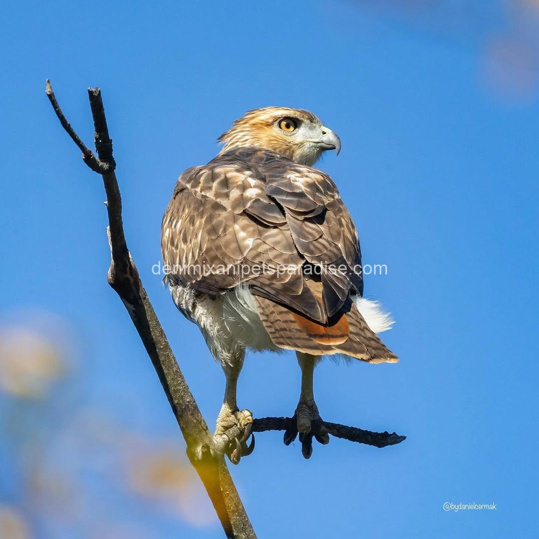 Beautiful Red Tailed Hawk Baby 1 Beautiful Red Tailed Hawk Baby