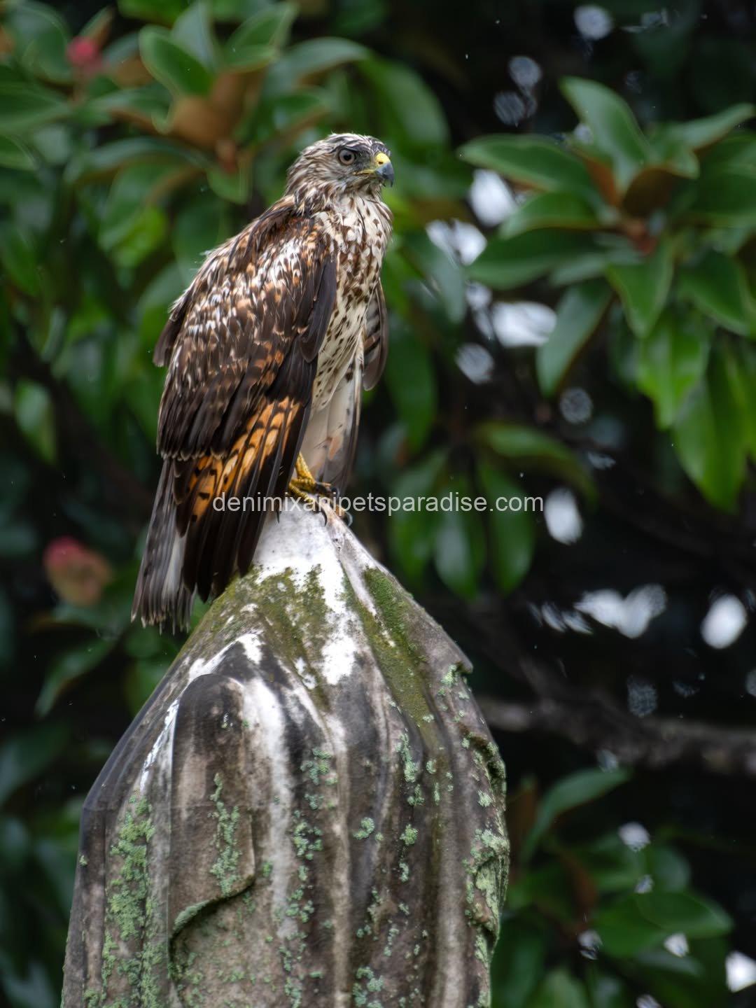 Beautiful Red Tailed Hawk Baby 3 Beautiful Red Tailed Hawk Baby - Image 3