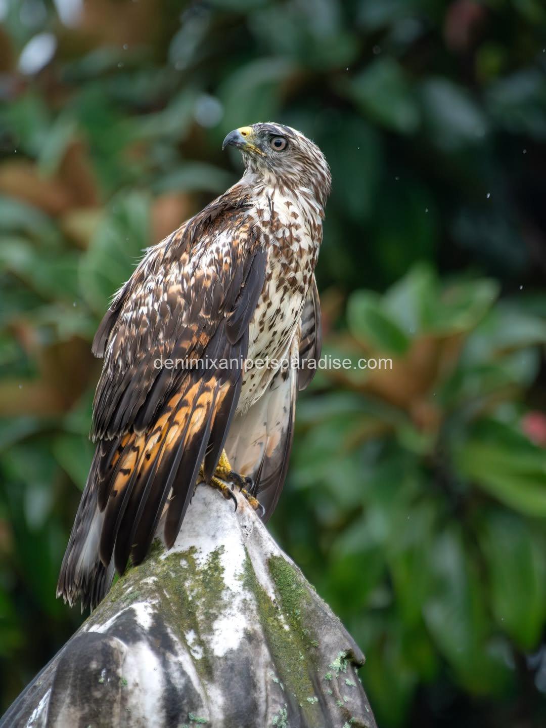 Beautiful Red Tailed Hawk Baby 2 Beautiful Red Tailed Hawk Baby - Image 2