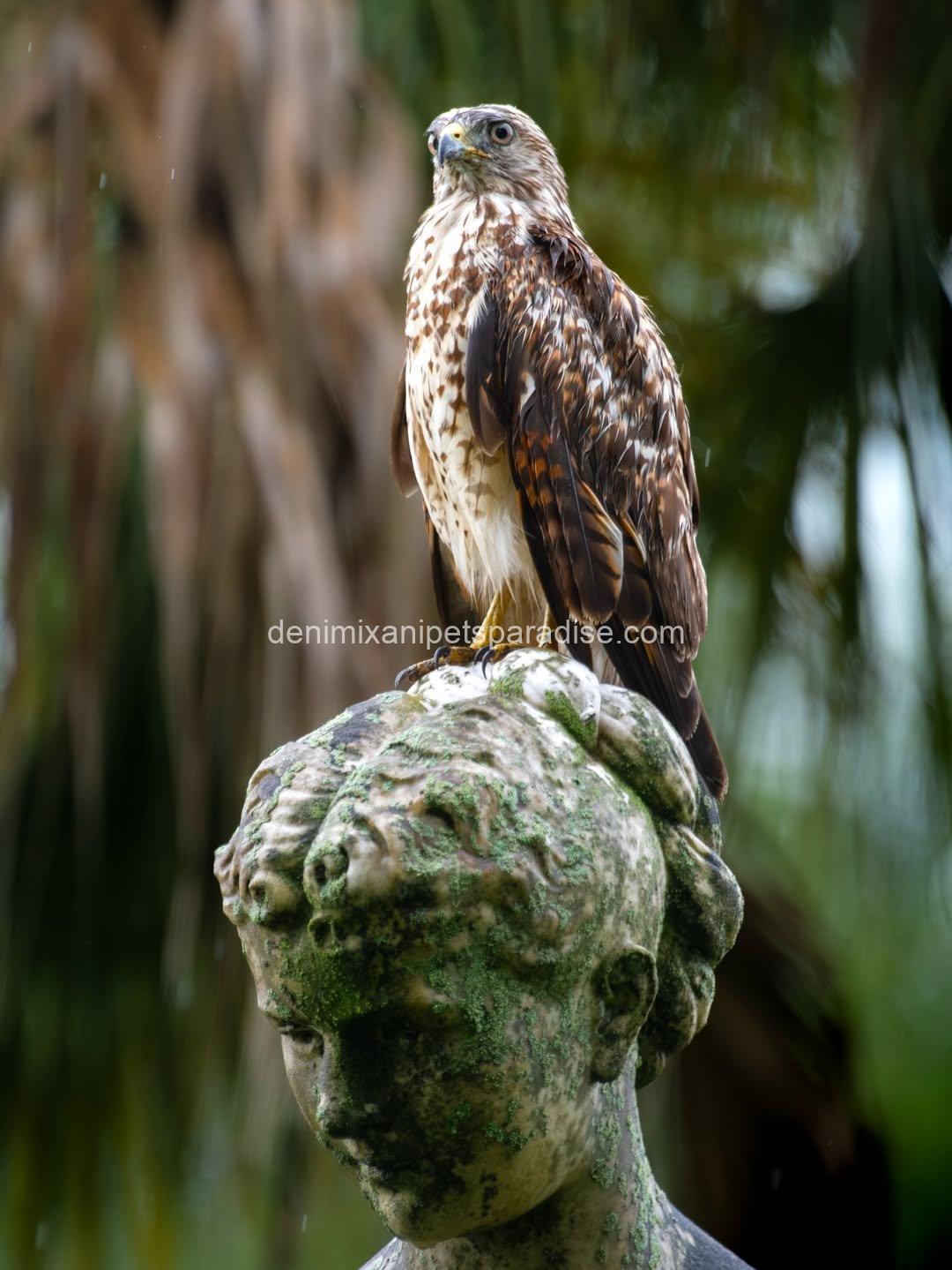 Beautiful Red Tailed Hawk Baby 4 Beautiful Red Tailed Hawk Baby - Image 4