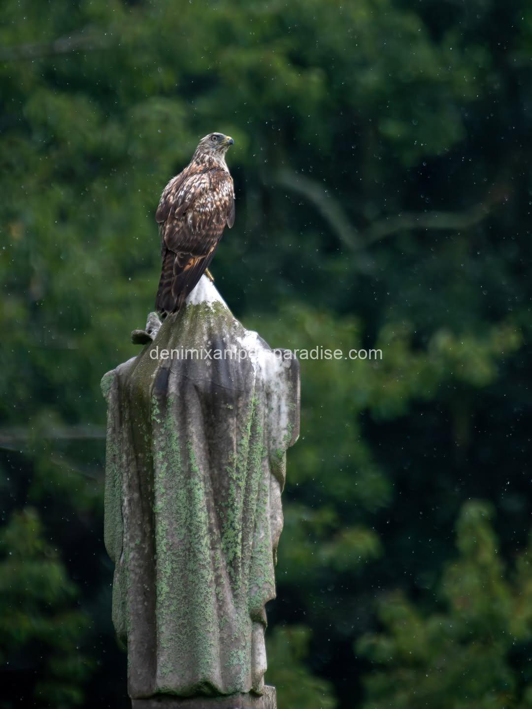 Beautiful Red Tailed Hawk Baby 5 Beautiful Red Tailed Hawk Baby - Image 5