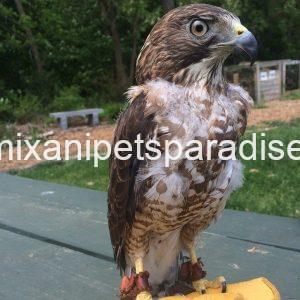 BROAD Winged Hawk baby