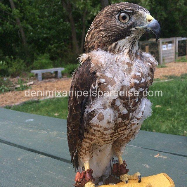 BROAD Winged Hawk baby 1 BROAD Winged Hawk baby