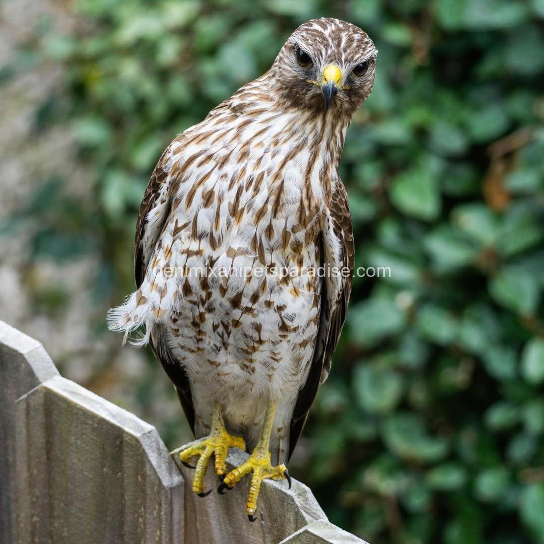 BROAD Winged Hawk baby 2 BROAD Winged Hawk baby - Image 2