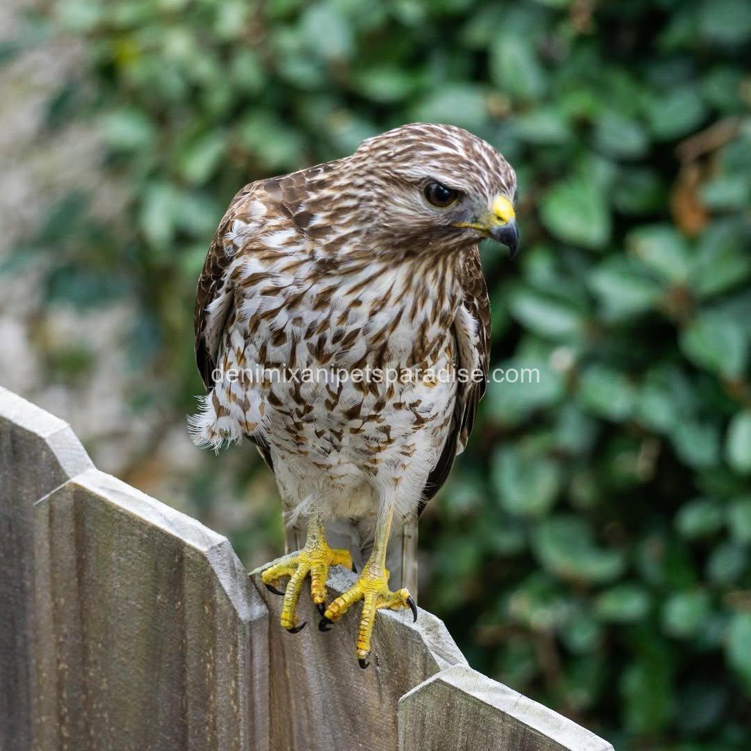 BROAD Winged Hawk baby 3 BROAD Winged Hawk baby - Image 3