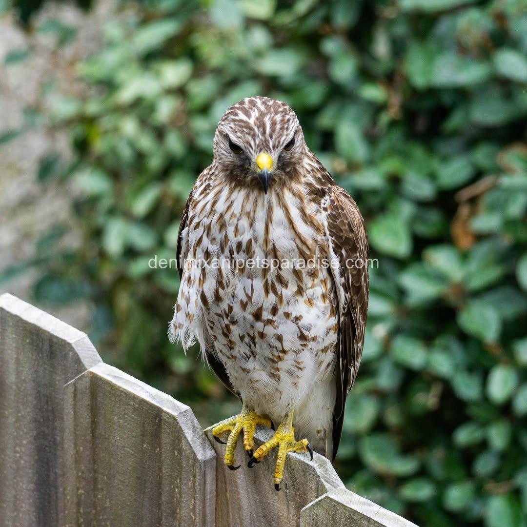 BROAD Winged Hawk baby 4 BROAD Winged Hawk baby - Image 4