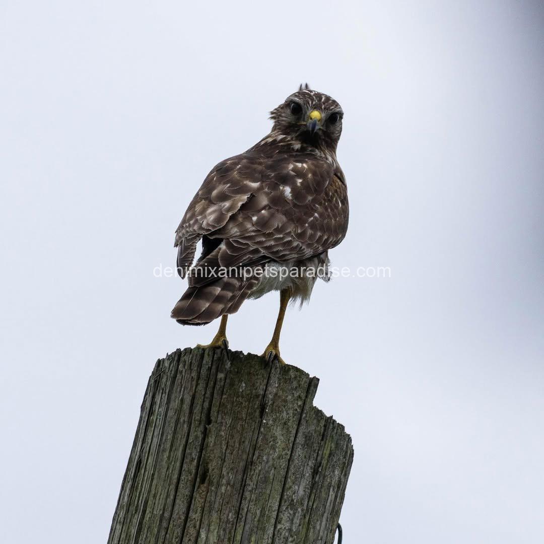 BROAD Winged Hawk baby 8 BROAD Winged Hawk baby - Image 8