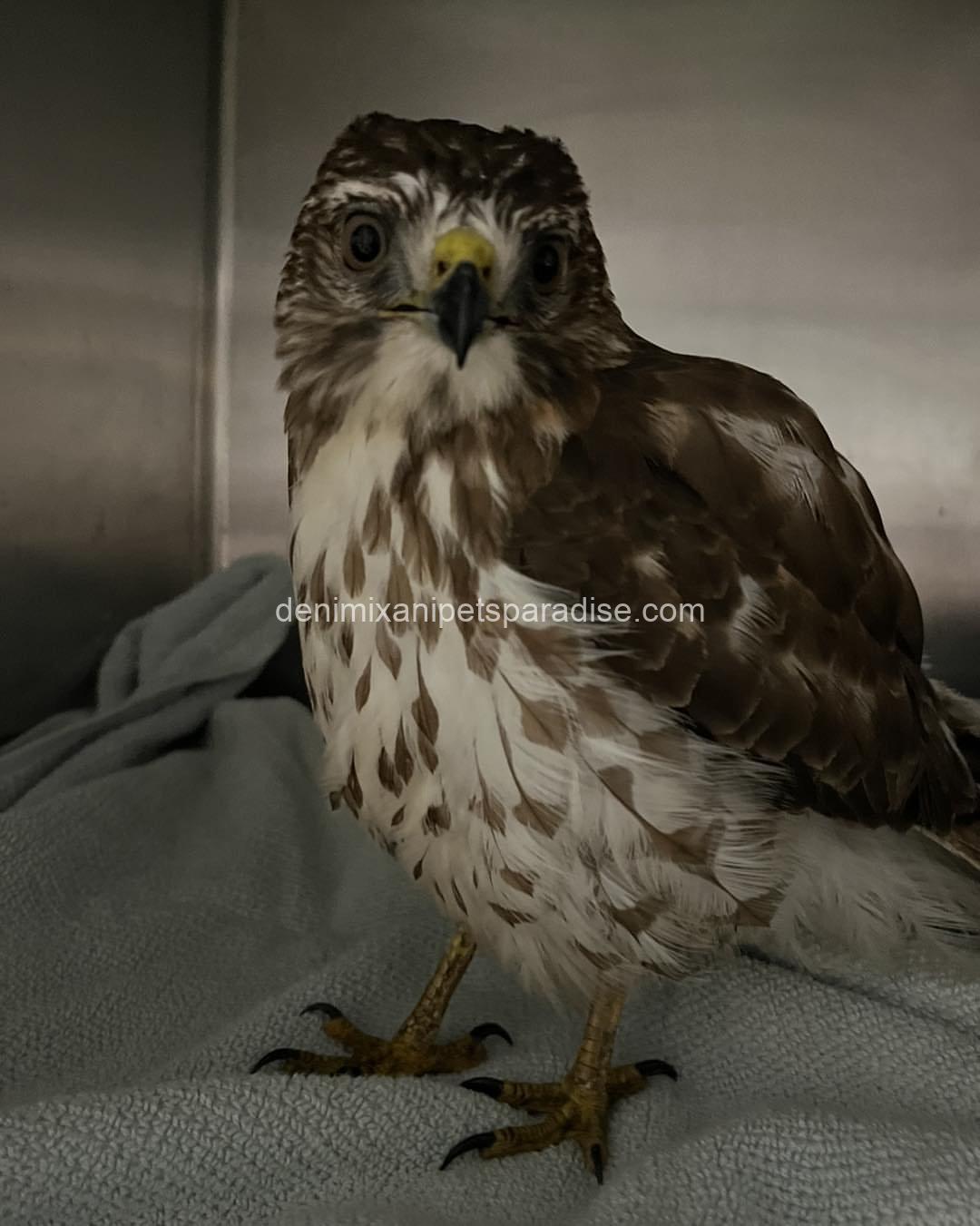 BROAD Winged Hawk baby 9 BROAD Winged Hawk baby - Image 9