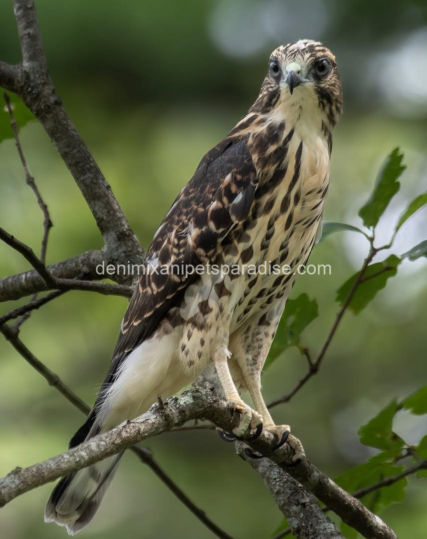 BROAD Winged Hawk baby 5 BROAD Winged Hawk baby - Image 5