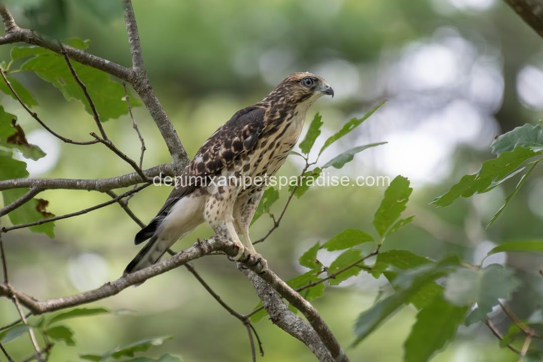 BROAD Winged Hawk baby 7 BROAD Winged Hawk baby - Image 7