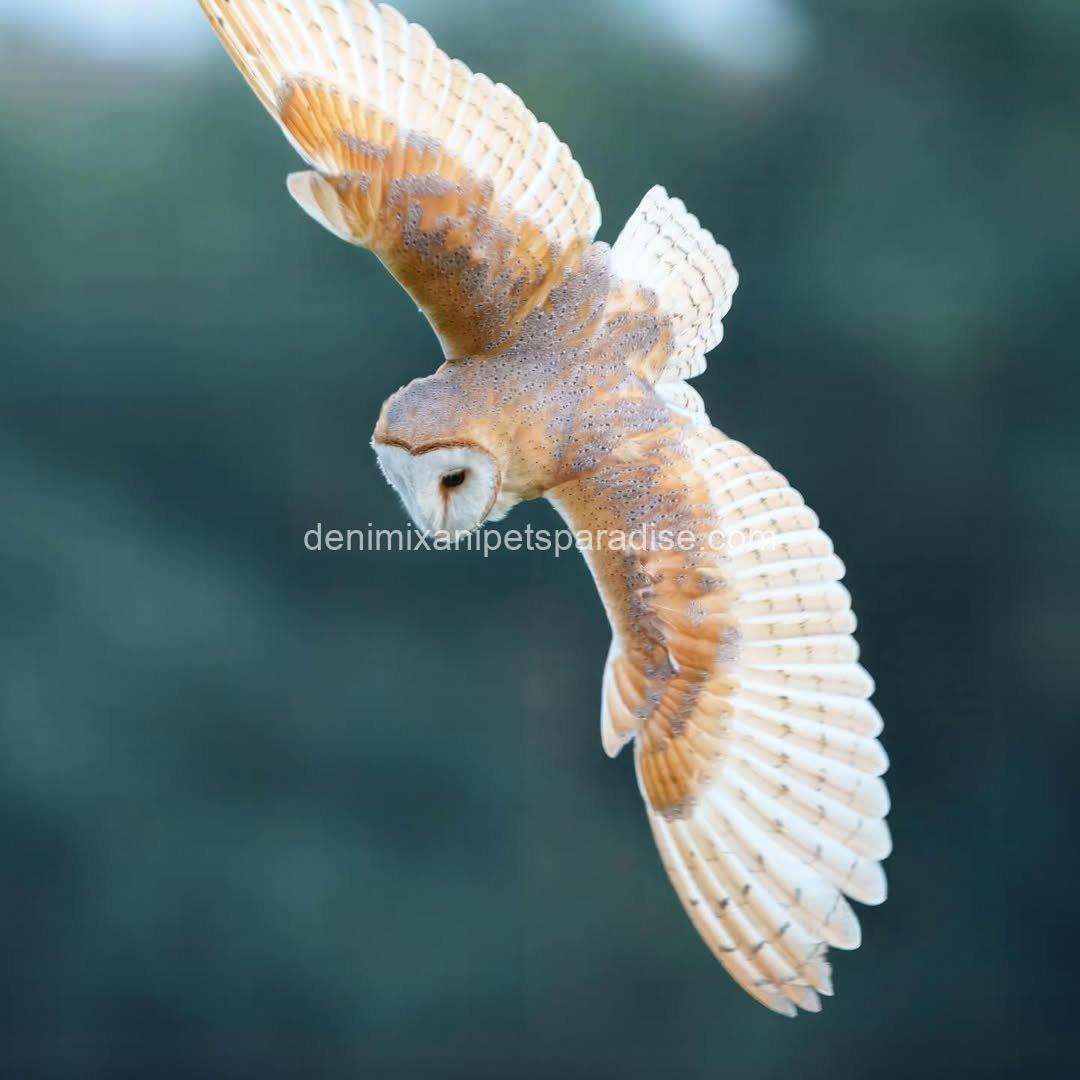 Beautiful Barn Owl BABY for Adoption 3 Beautiful Barn Owl BABY for Adoption - Image 3