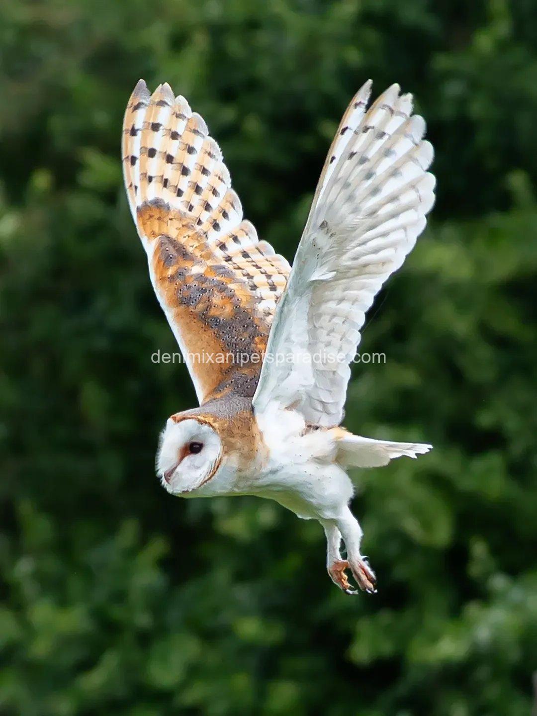 Beautiful Barn Owl BABY for Adoption 6 Beautiful Barn Owl BABY for Adoption - Image 6