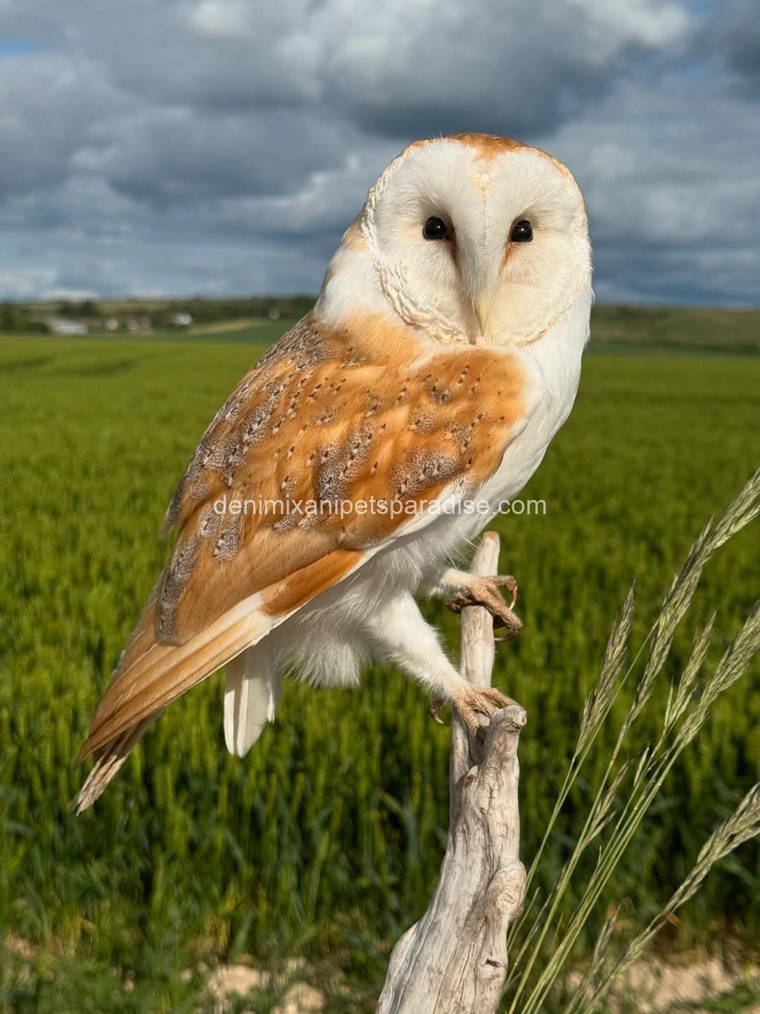 Beautiful Barn Owl BABY for Adoption 5 Beautiful Barn Owl BABY for Adoption - Image 5