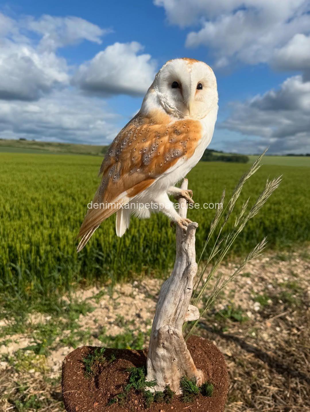 Beautiful Barn Owl BABY for Adoption 8 Beautiful Barn Owl BABY for Adoption - Image 8