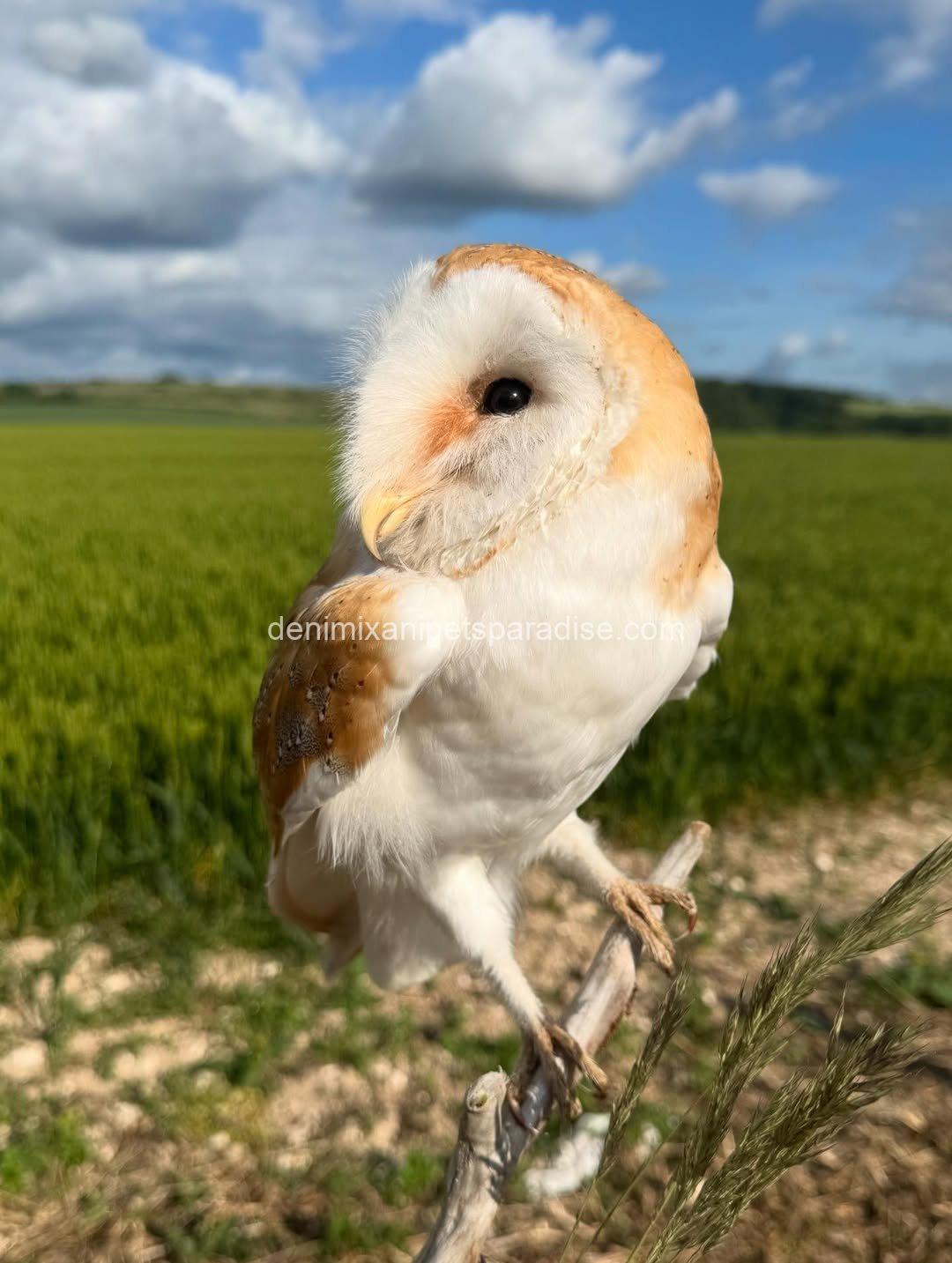 Beautiful Barn Owl BABY for Adoption 7 Beautiful Barn Owl BABY for Adoption - Image 7