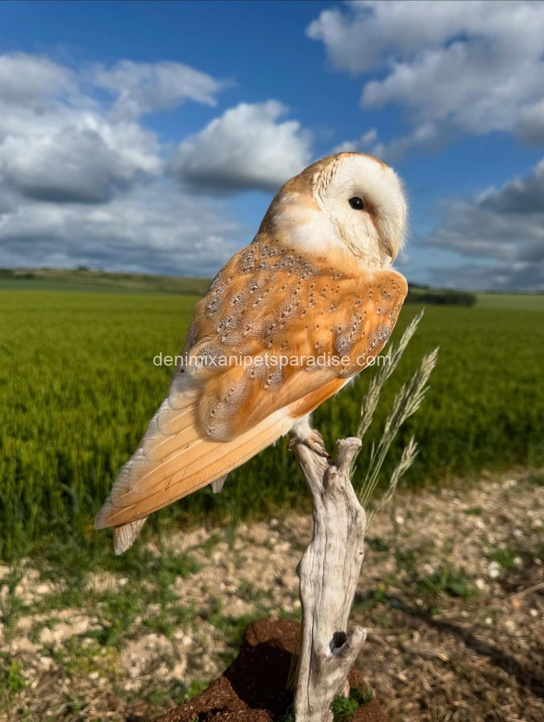 Beautiful Barn Owl BABY for Adoption 9 Beautiful Barn Owl BABY for Adoption - Image 9