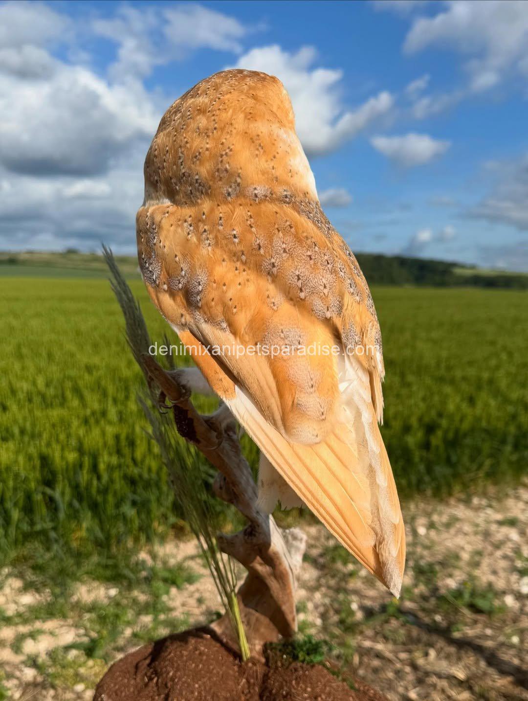 Beautiful Barn Owl BABY for Adoption 4 Beautiful Barn Owl BABY for Adoption - Image 4
