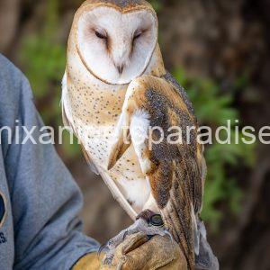 Beautiful Barn Owl BABY for Adoption
