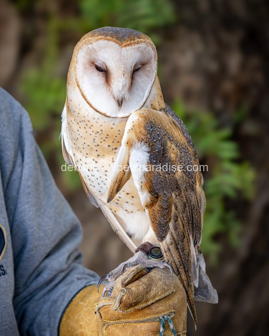 Beautiful Barn Owl BABY for Adoption 1 Beautiful Barn Owl BABY for Adoption