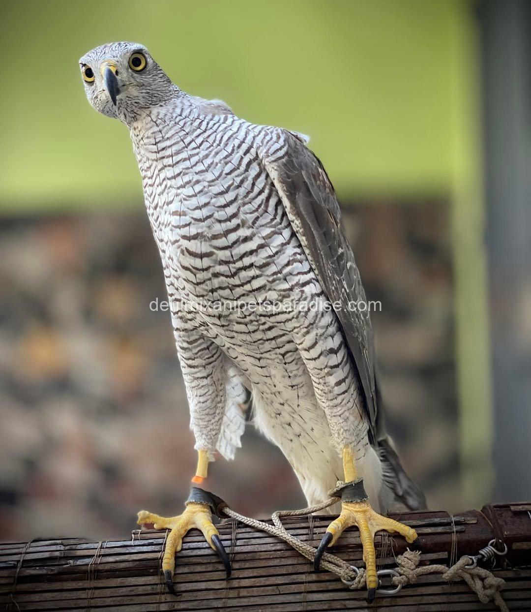 Beautiful Goshawk Baby 2 Beautiful Goshawk Baby - Image 2