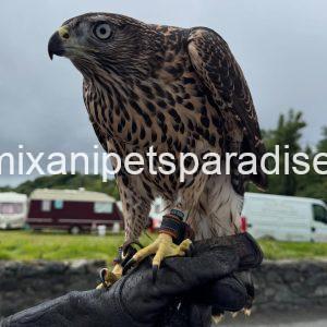 Goshawk Baby for Adoption