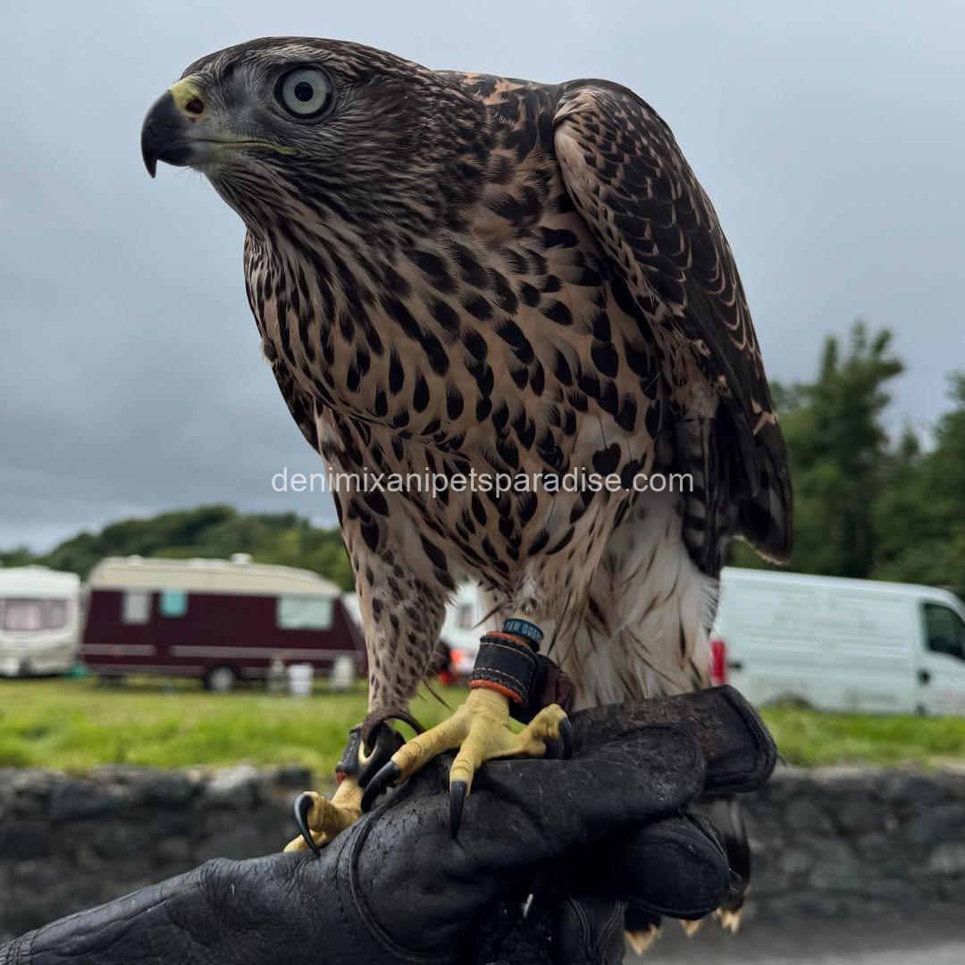 Goshawk Baby for Adoption 1 Goshawk Baby for Adoption