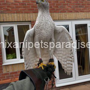 Beautiful Goshawk Baby