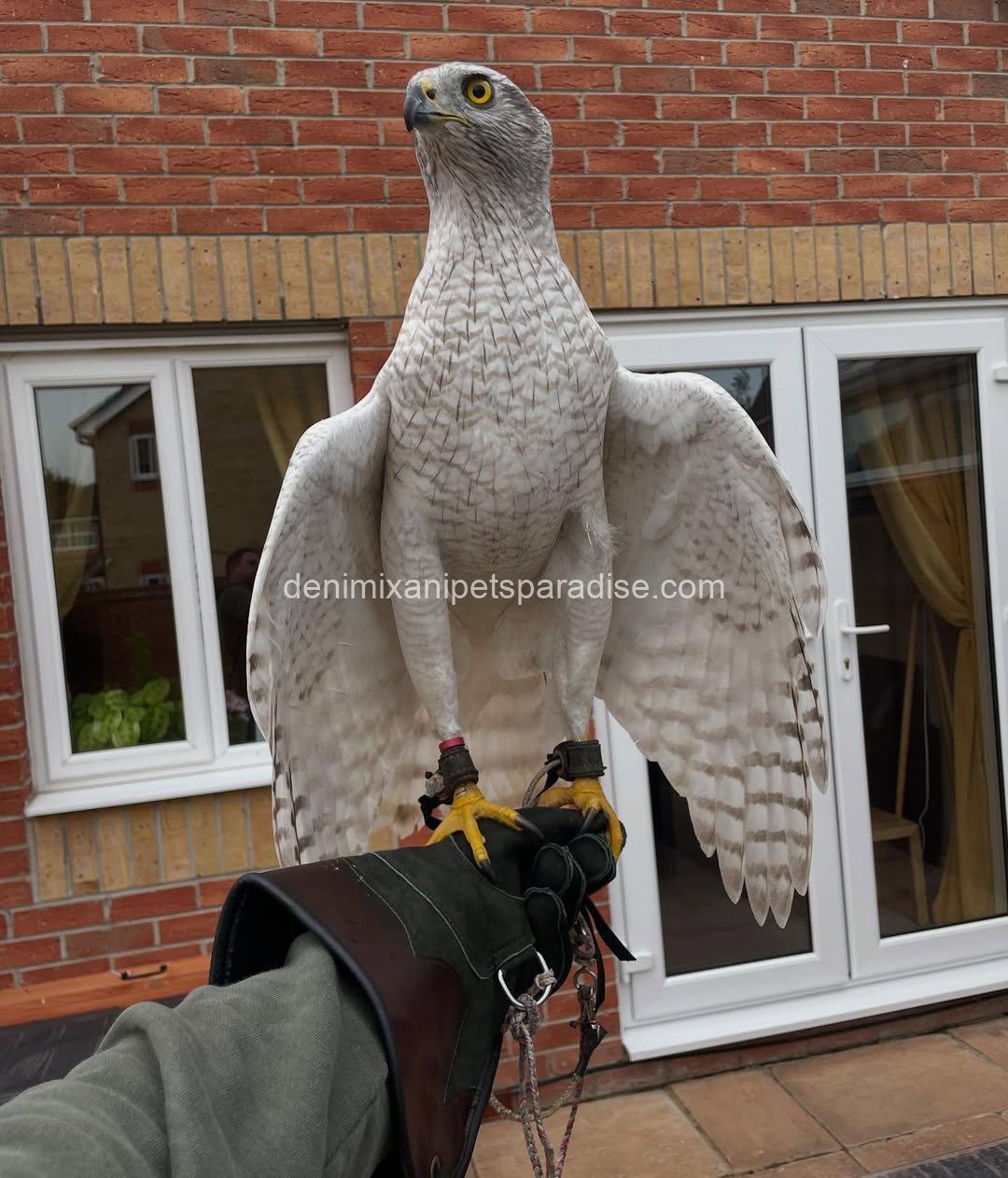 Beautiful Goshawk Baby 1 Beautiful Goshawk Baby