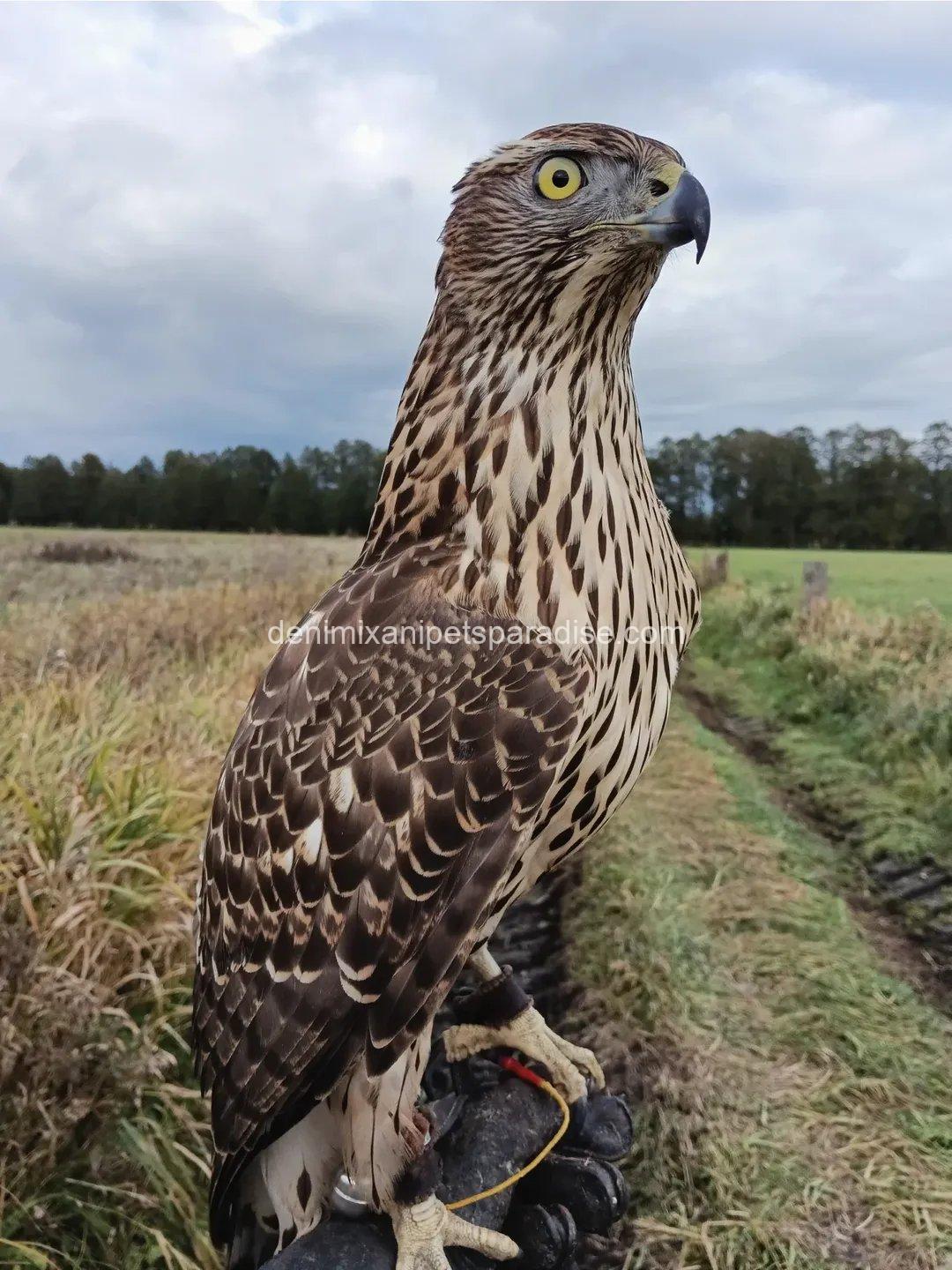 Goshawk Baby for Adoption 10 Goshawk Baby for Adoption - Image 10