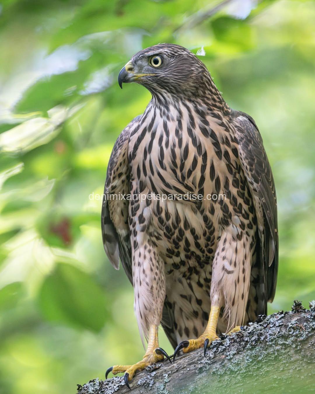 Goshawk Baby for Adoption 9 Goshawk Baby for Adoption - Image 9