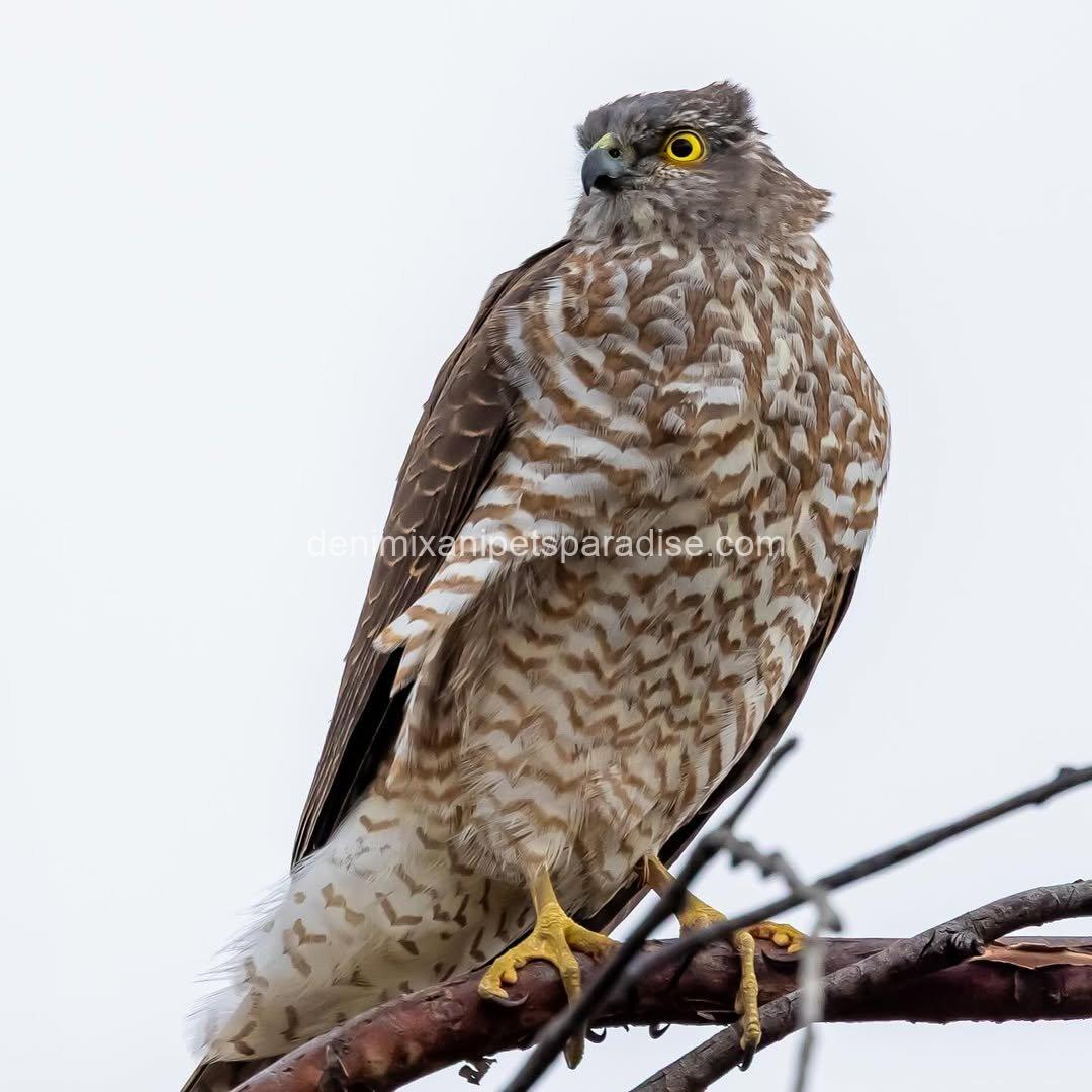 Goshawk Baby for Adoption 2 Goshawk Baby for Adoption - Image 2