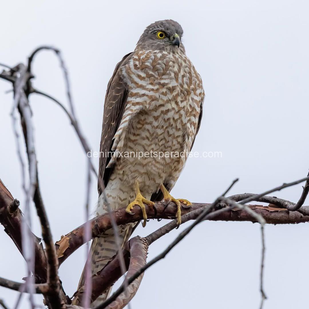 Goshawk Baby for Adoption 4 Goshawk Baby for Adoption - Image 4