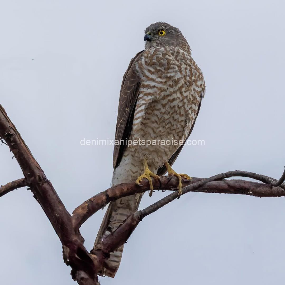 Goshawk Baby for Adoption 5 Goshawk Baby for Adoption - Image 5