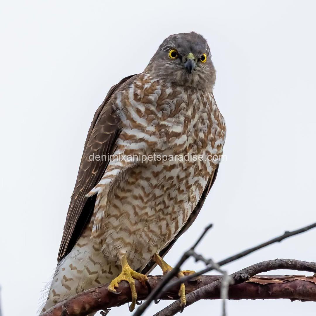 Goshawk Baby for Adoption 3 Goshawk Baby for Adoption - Image 3