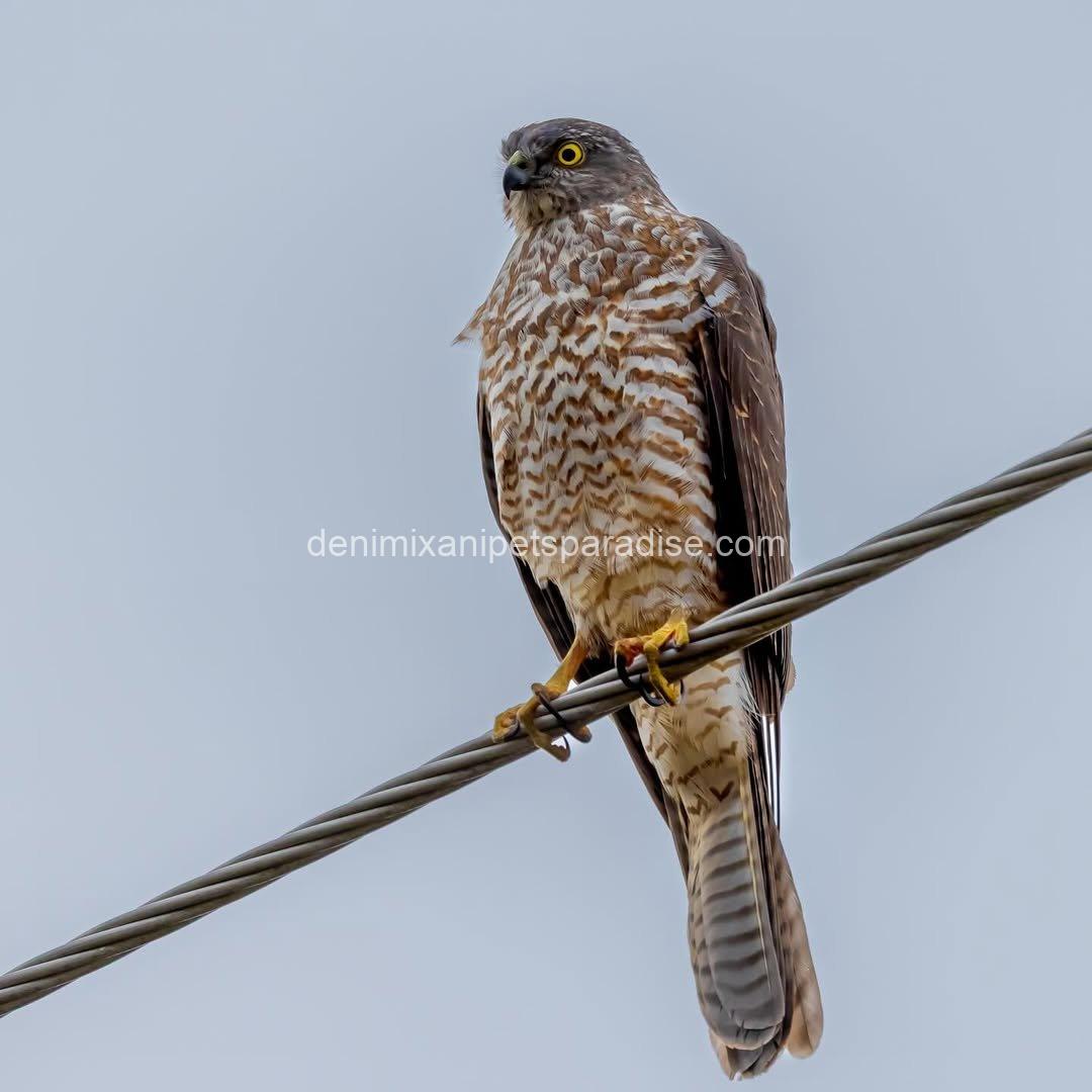 Goshawk Baby for Adoption 6 Goshawk Baby for Adoption - Image 6