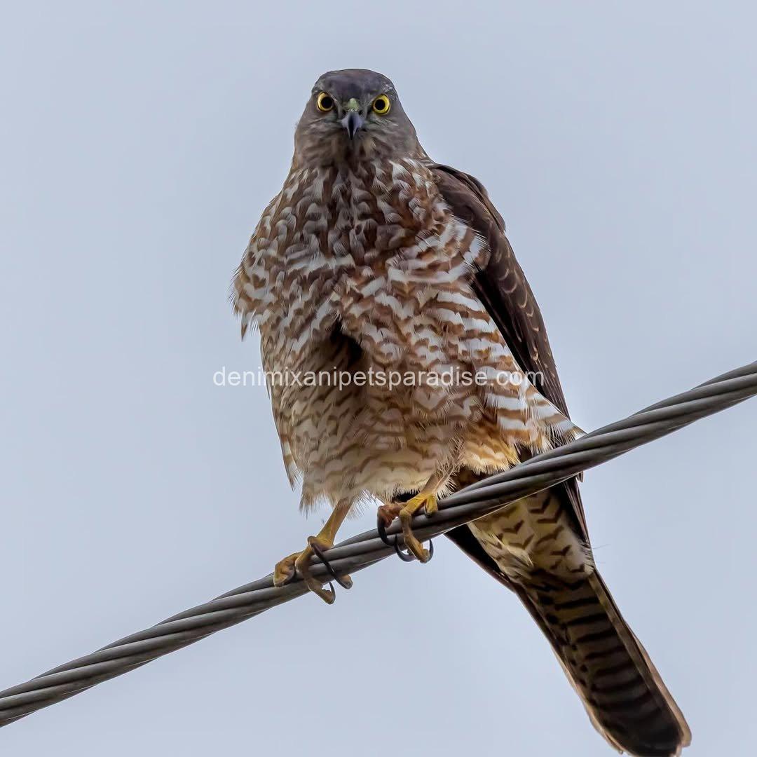 Goshawk Baby for Adoption 7 Goshawk Baby for Adoption - Image 7