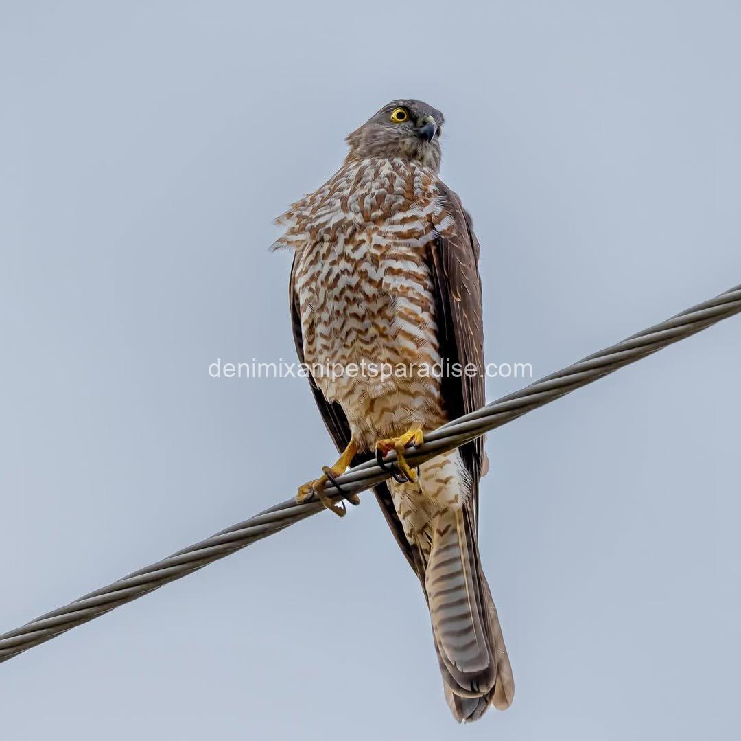 Goshawk Baby for Adoption 8 Goshawk Baby for Adoption - Image 8