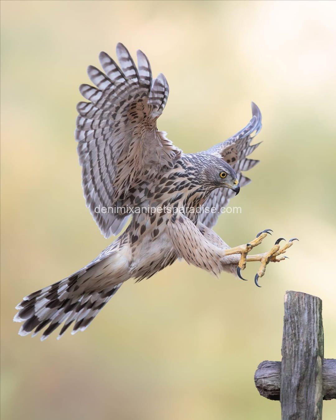 Beautiful Goshawk Baby 3 Beautiful Goshawk Baby - Image 3