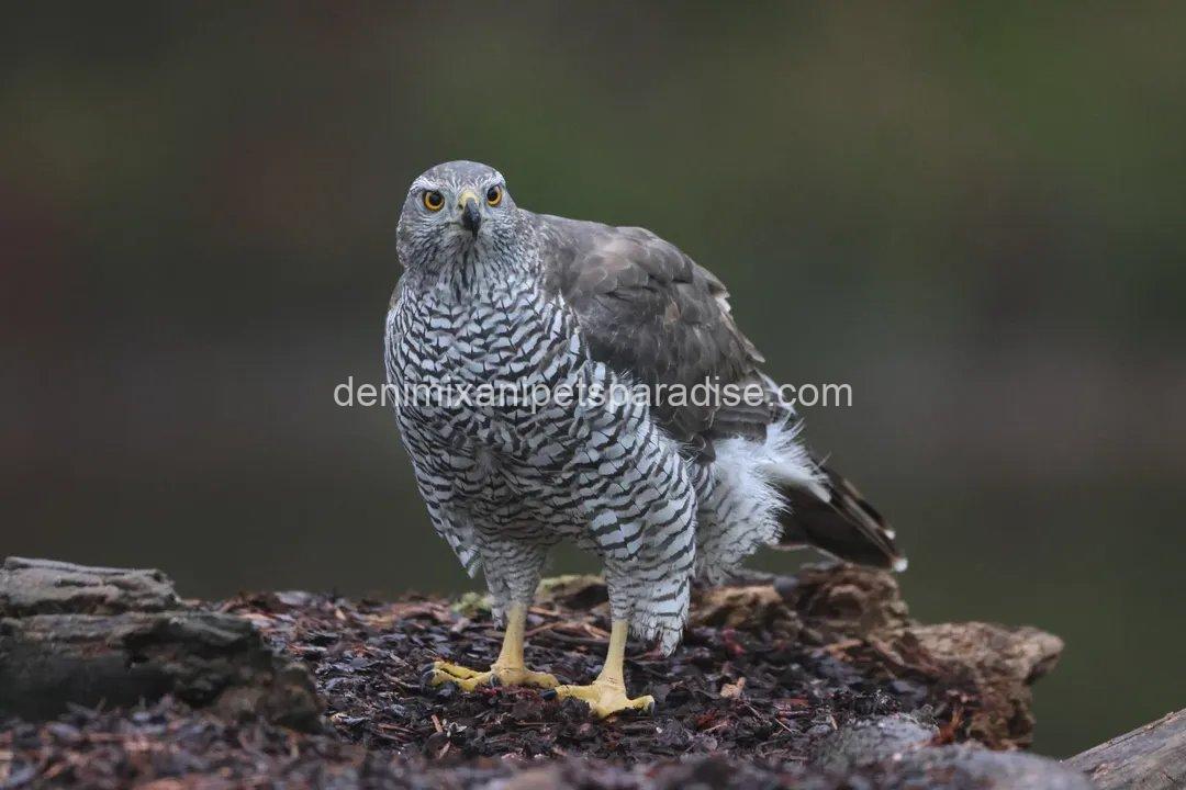 Beautiful Goshawk Baby 5 Beautiful Goshawk Baby - Image 5