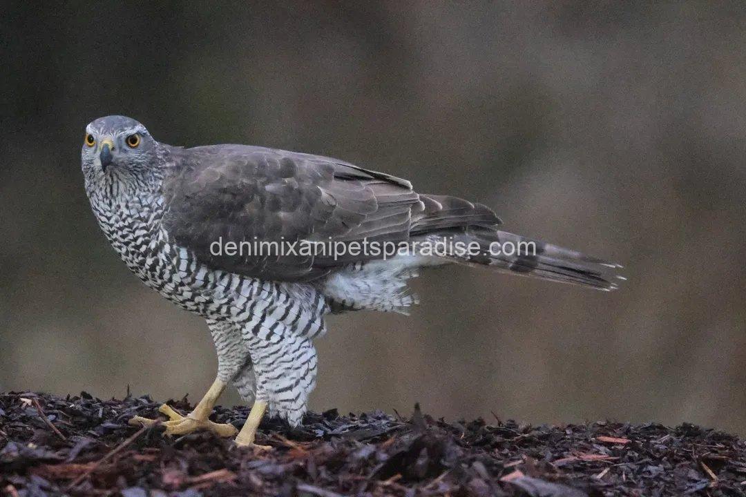 Beautiful Goshawk Baby 6 Beautiful Goshawk Baby - Image 6