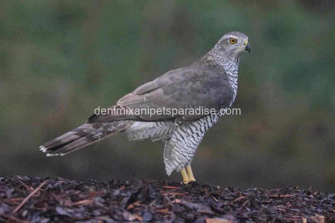 Beautiful Goshawk Baby 4 Beautiful Goshawk Baby - Image 4