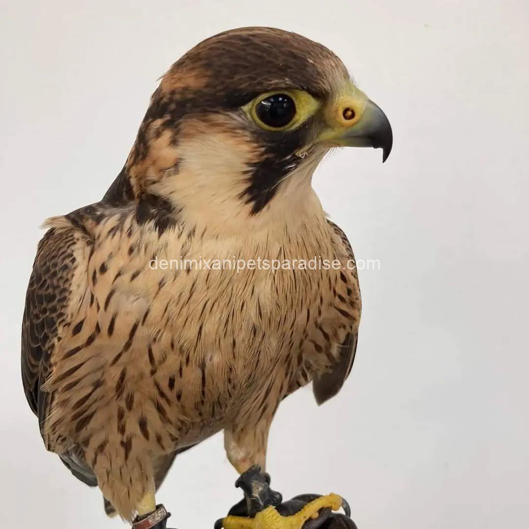 BarBary Falcon baby 5 BarBary Falcon baby - Image 5