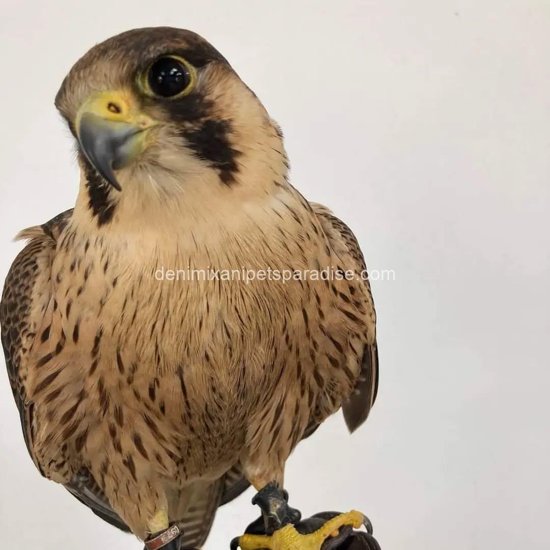 BarBary Falcon baby 8 BarBary Falcon baby - Image 8