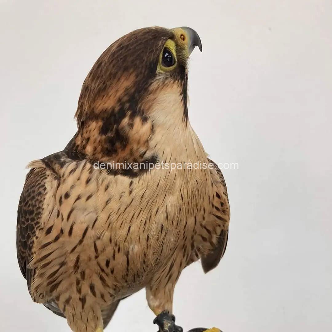 BarBary Falcon baby 6 BarBary Falcon baby - Image 6