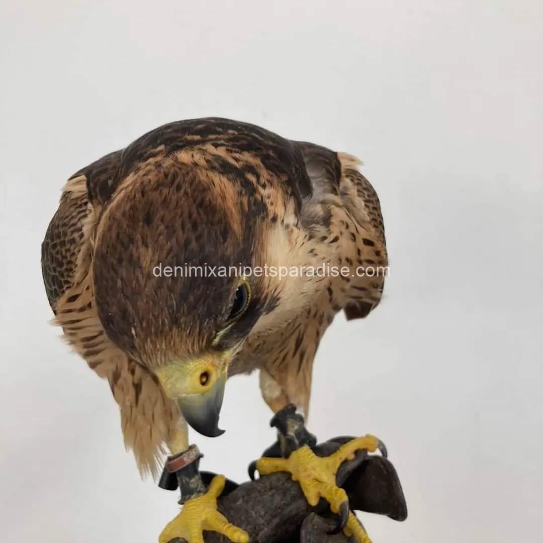 BarBary Falcon baby 7 BarBary Falcon baby - Image 7