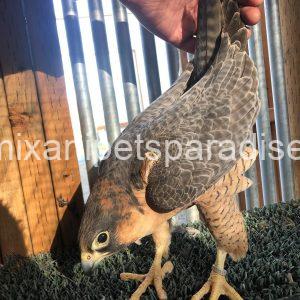 BarBary Falcon baby